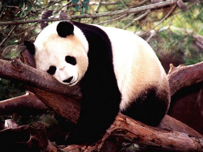 China visitando los osos Pandas
