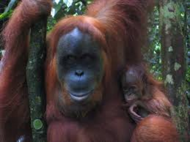 Aventura en Sumatra con orangutanes