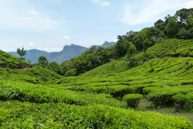 Kerala completo